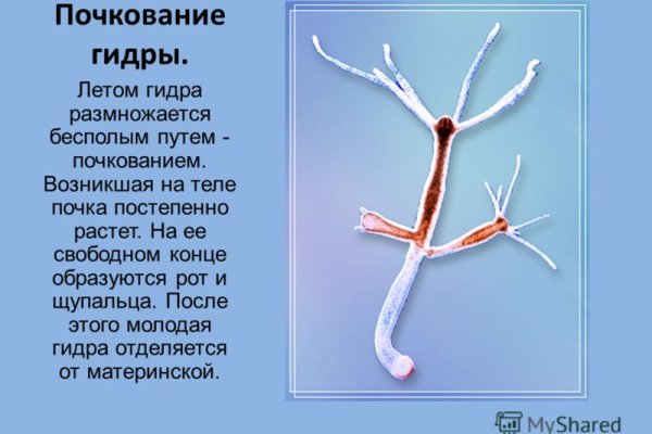 Ссылка на kraken at