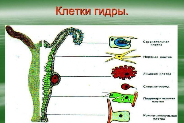 Kraken 13 at сайт