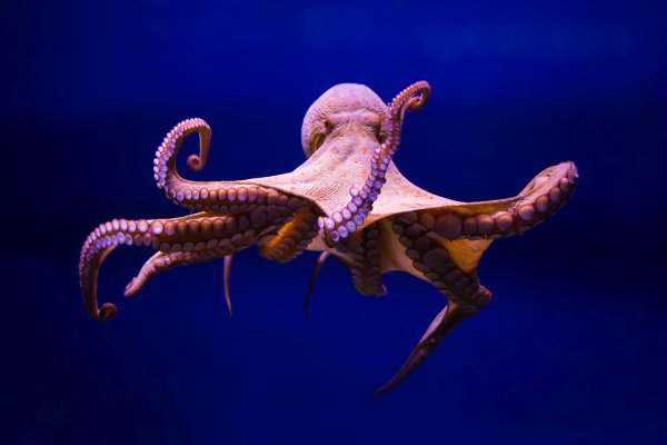 Kraken whitenet ссылка