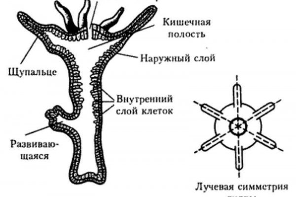 Kra39.cc Вход на сайт главная страница
